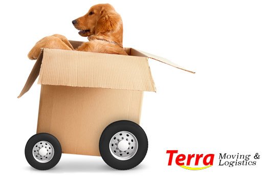 Terra Moving & Logistics - servicii mutari national si international